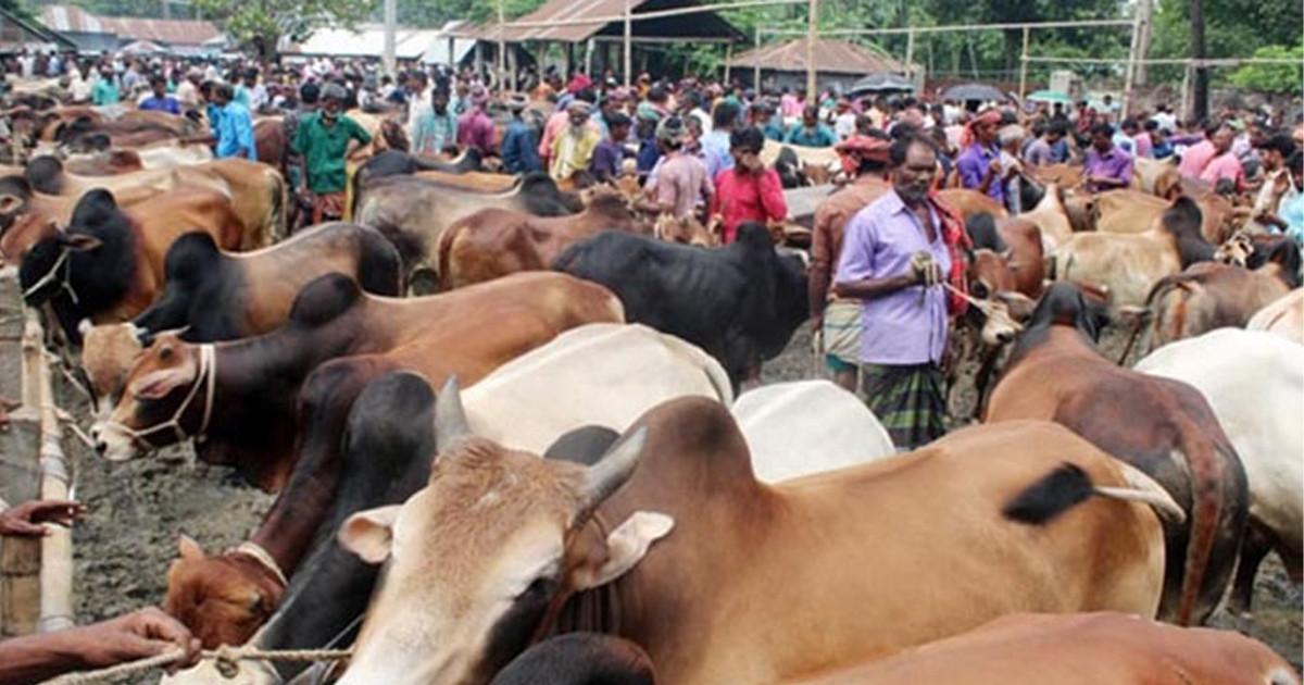 রাজধানীতে এবার ২৮টি কোরবানির পশুর হাট বসবে
